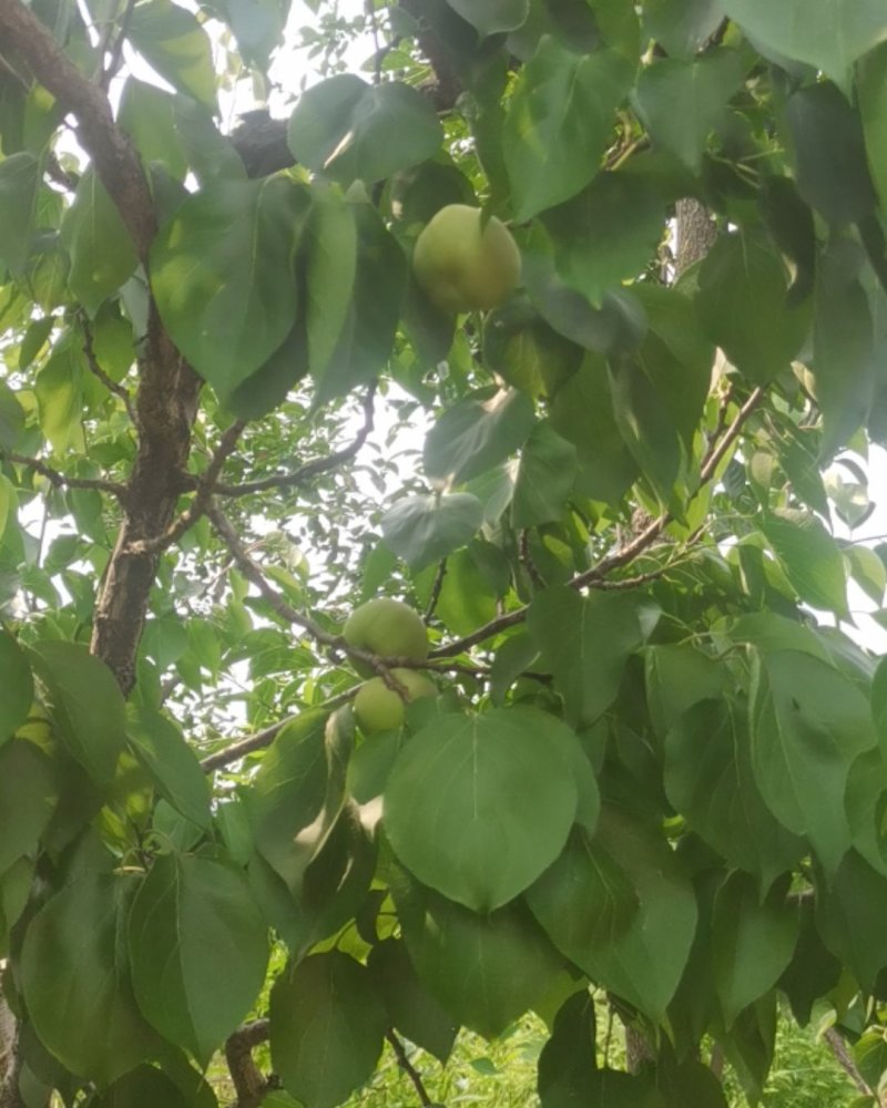 香白杏