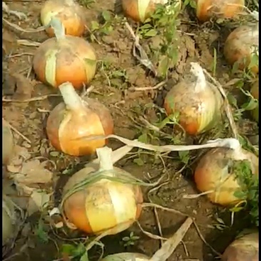 黄洋葱.紫洋葱大量上市.质量好品质优