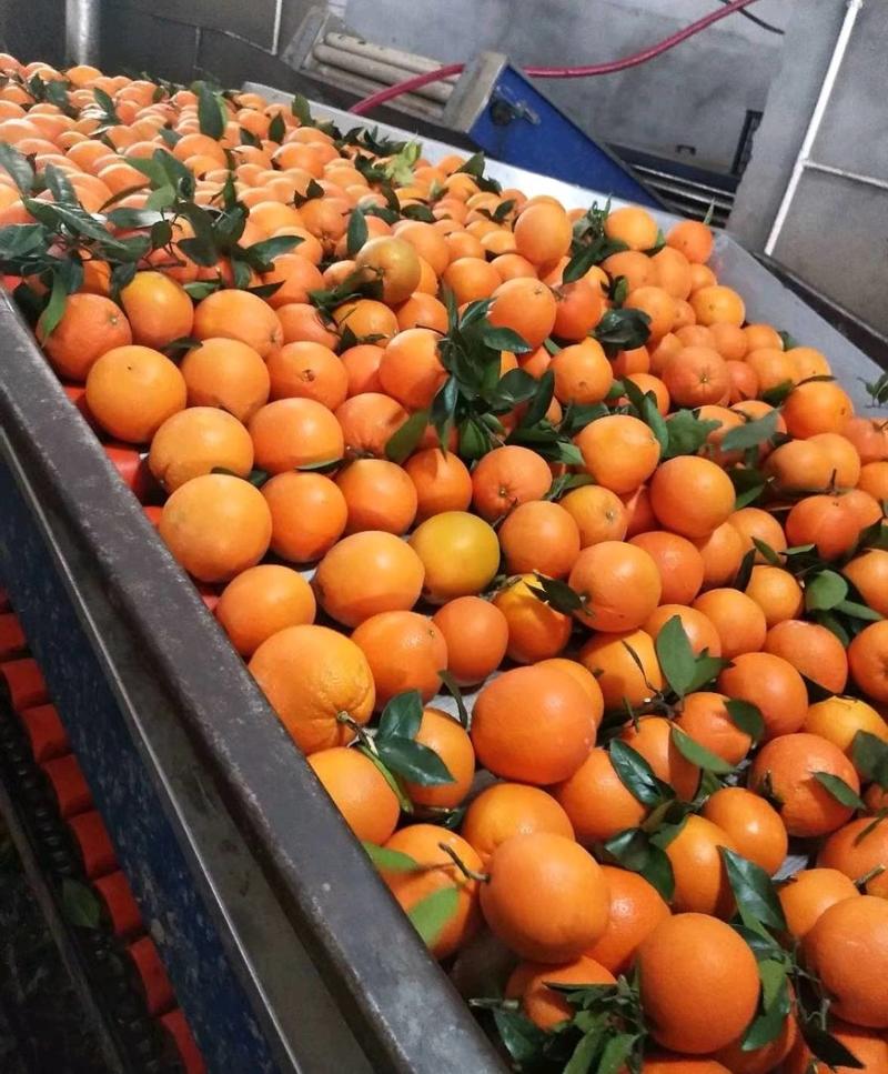 【精品】脐橙农家自营果园看货多汁化渣品质保证！一手货源