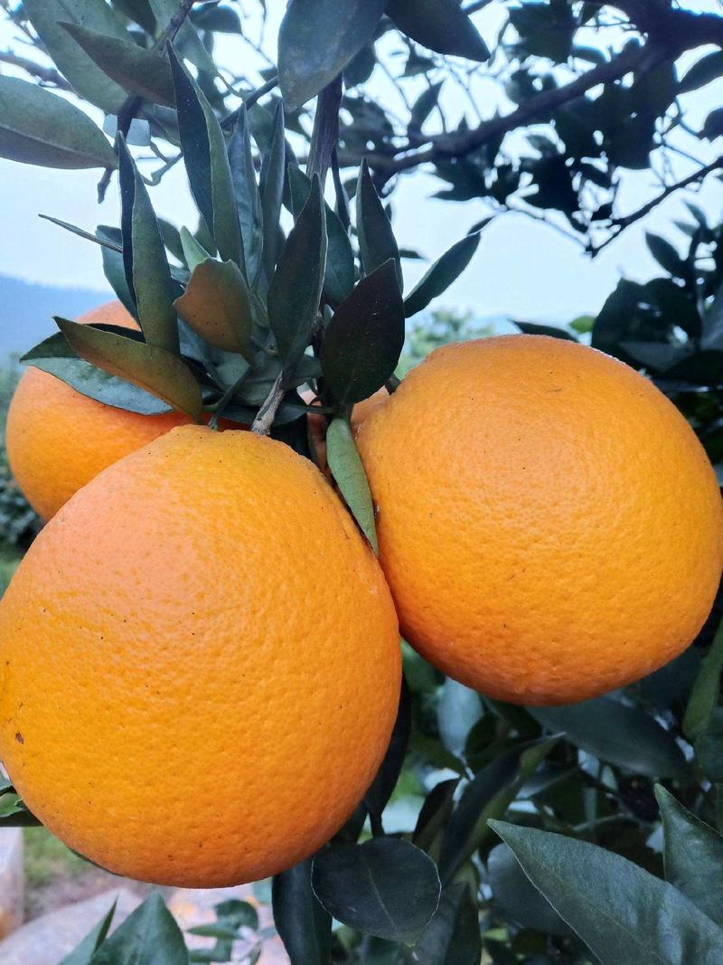 【精品】脐橙农家自营果园看货多汁化渣品质保证！一手货源