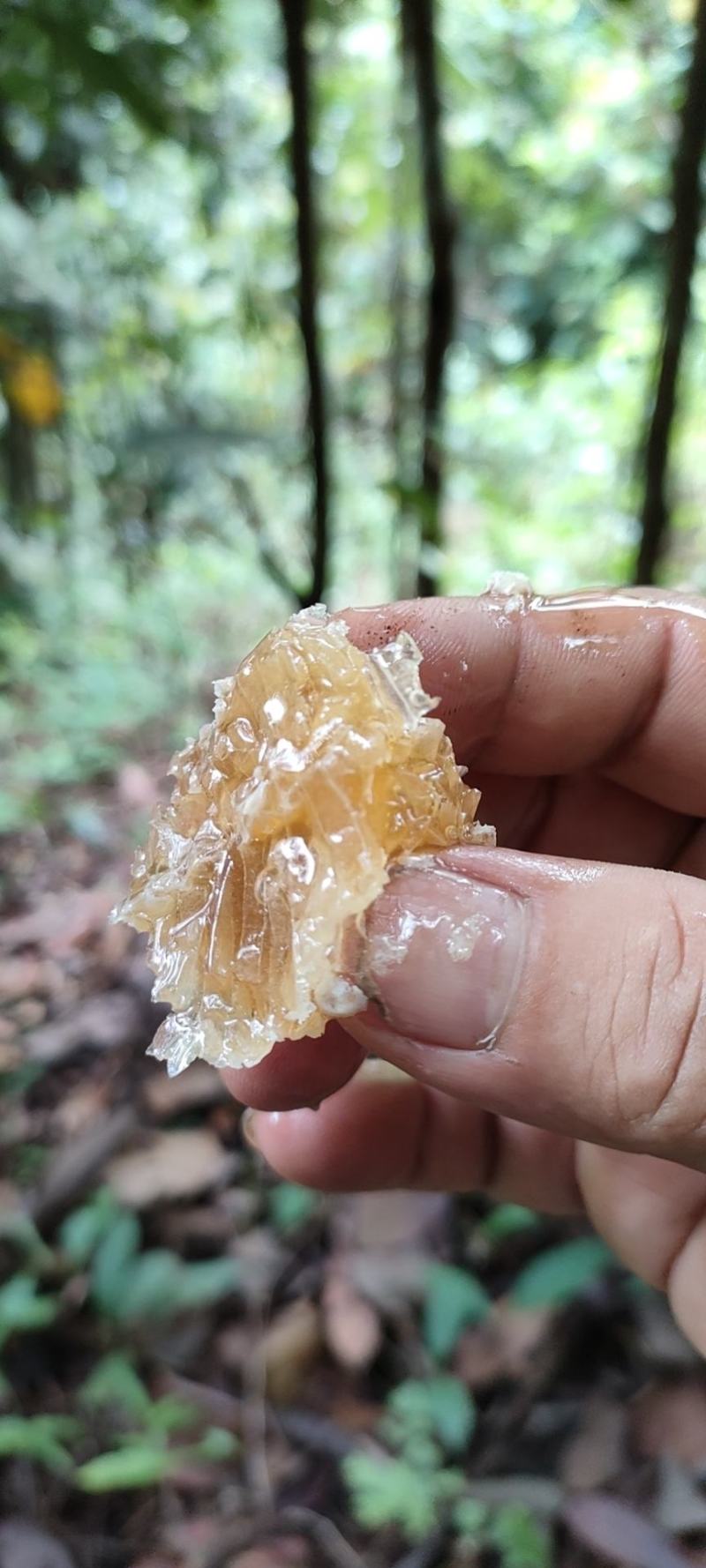 蜜蜂糖