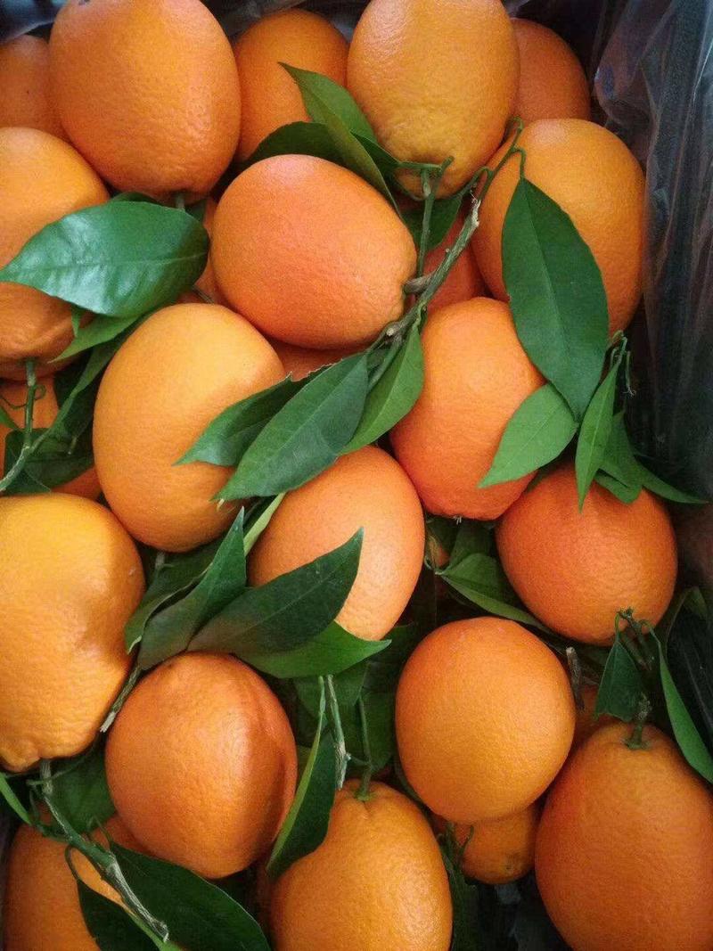 纽荷尔脐橙，原产地直发，价格便宜，货源充足