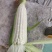 新甜糯玉米，黑甜糯