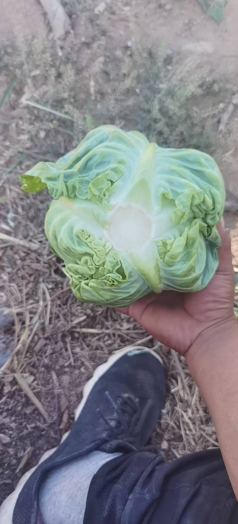 大量上市