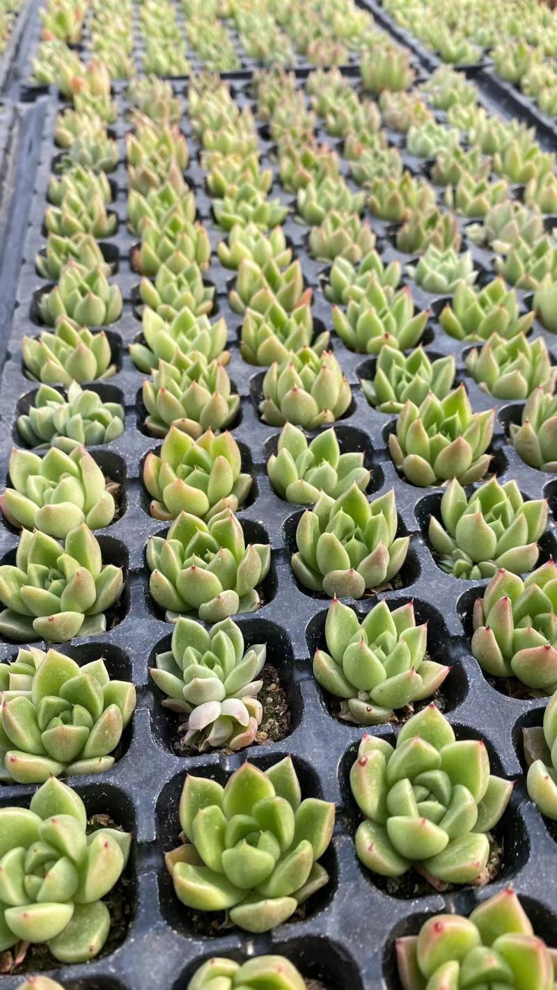 多肉植物，组箱组盆支持电商微商团购等。。。。。。。。。。