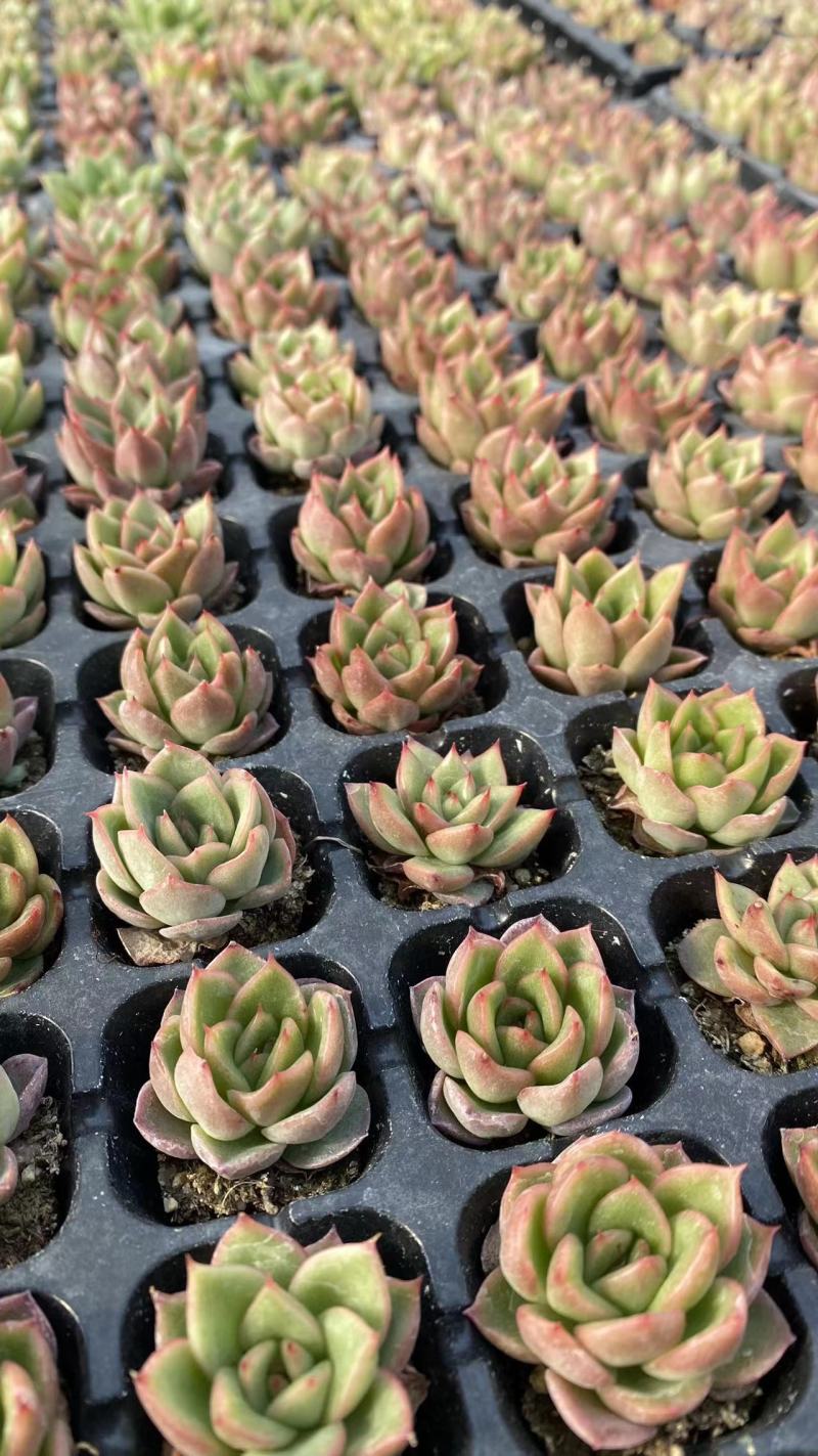 多肉植物，组箱组盆支持电商微商团购等。。。。。。。。。。