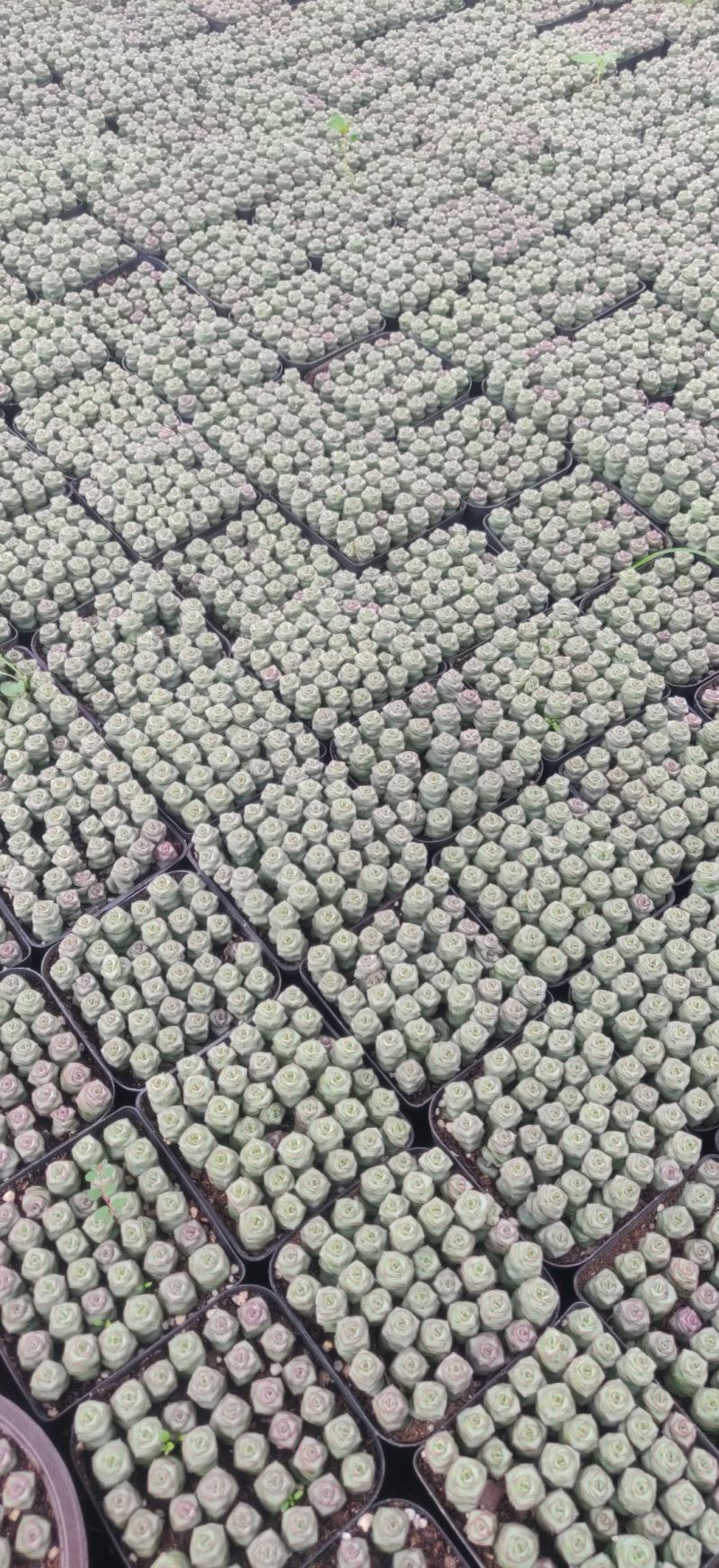 多肉植物，组箱组盆支持电商微商团购等。。。。。。。。。。
