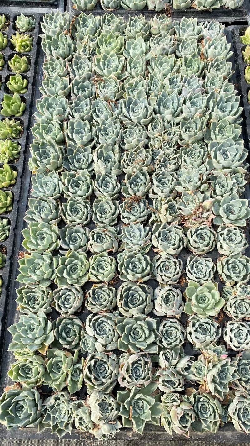 多肉植物，组箱组盆支持电商微商团购等。。。。。。。。。。