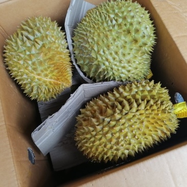 金枕榴莲