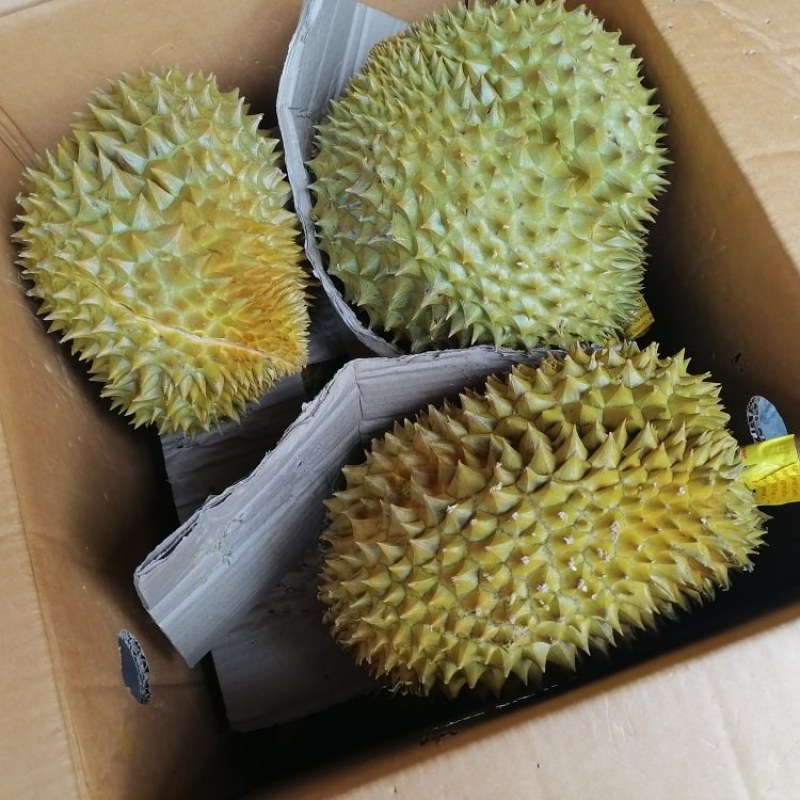 金枕榴莲