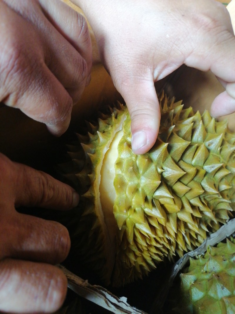 金枕榴莲