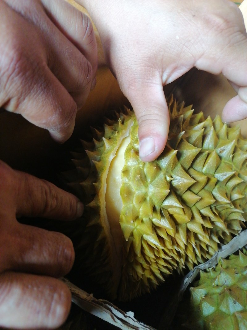 金枕榴莲