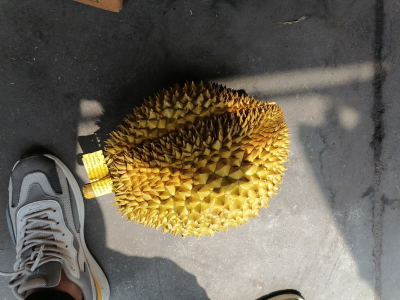 金枕榴莲