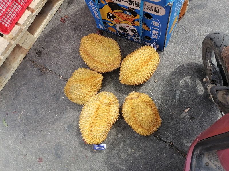 金枕榴莲