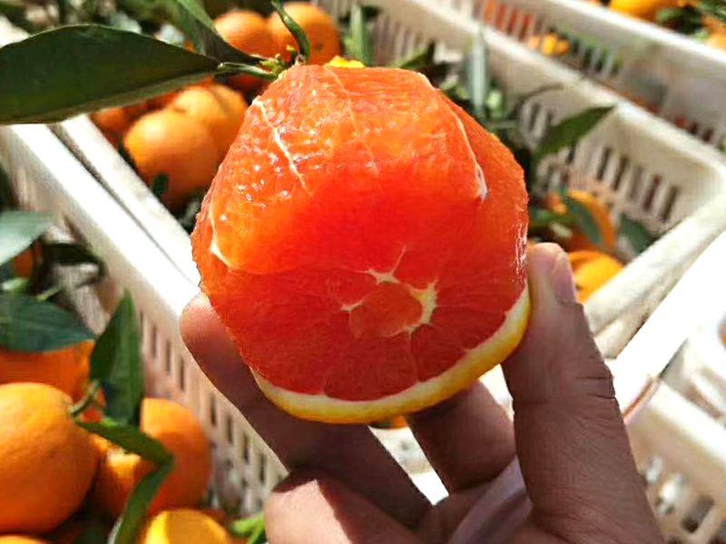 【橙子】湖北中华红橙肉厚多汁香甜可口现摘现卖产地直发