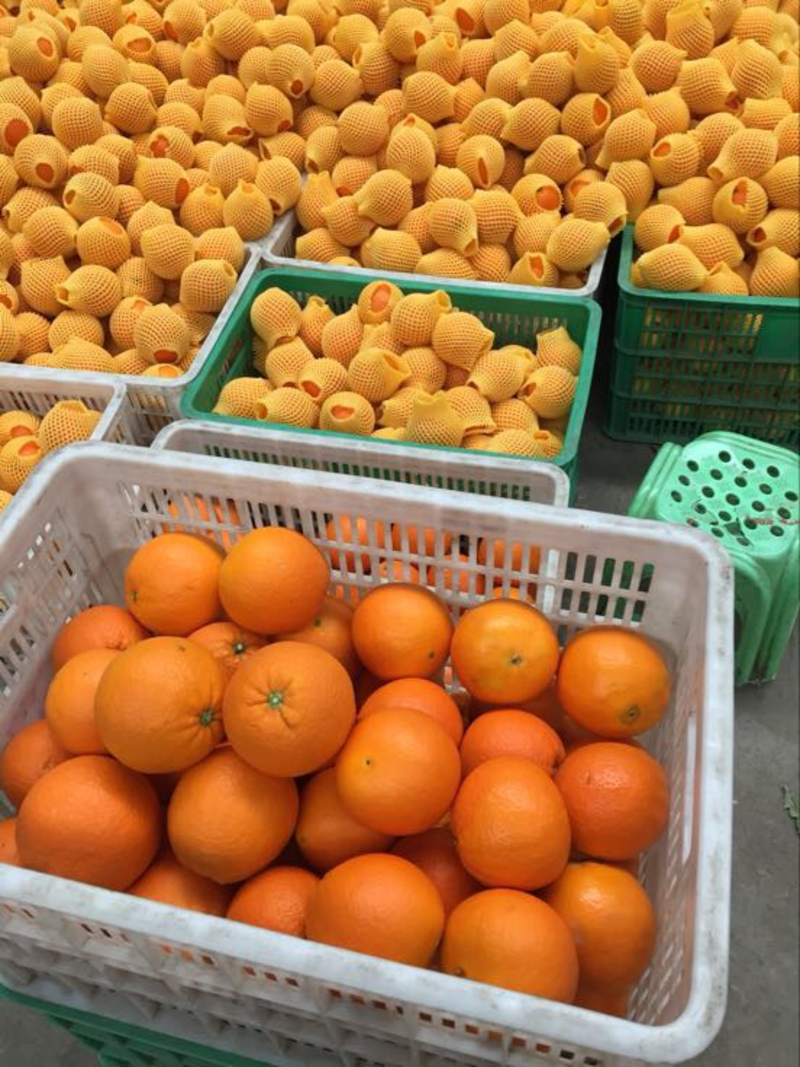 【橙子】湖北中华红橙肉厚多汁香甜可口现摘现卖产地直发