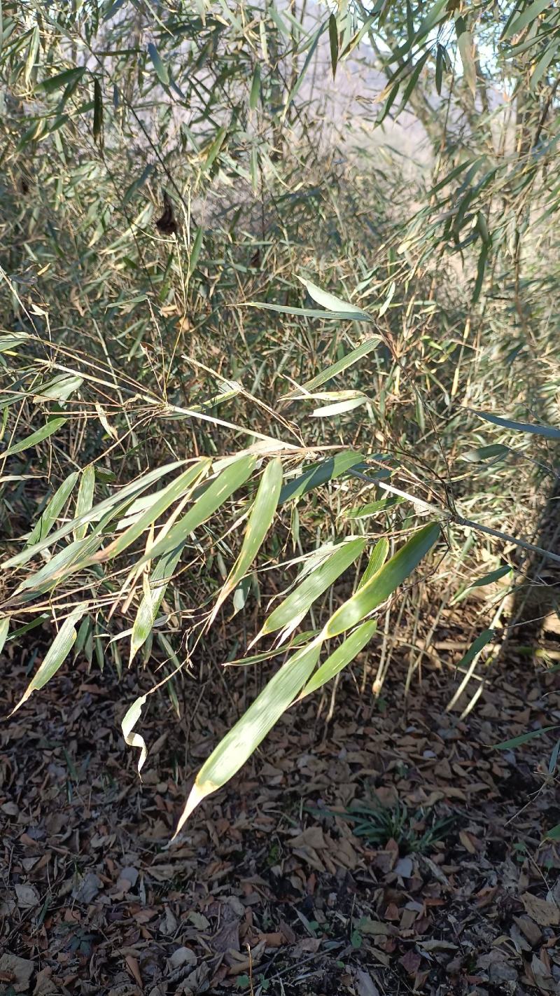 扫把，街道扫把和粮厂专用扫把。。。？？？