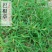 巴根草种子铁线草护坡草籽爬地草绊根草护坡种子防水土流失