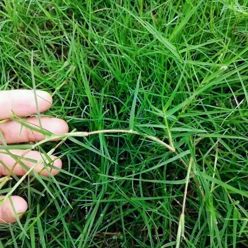 巴根草种子铁线草护坡草籽爬地草绊根草护坡种子防水土流失
