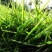 巴根草种子铁线草护坡草籽爬地草绊根草护坡种子防水土流失