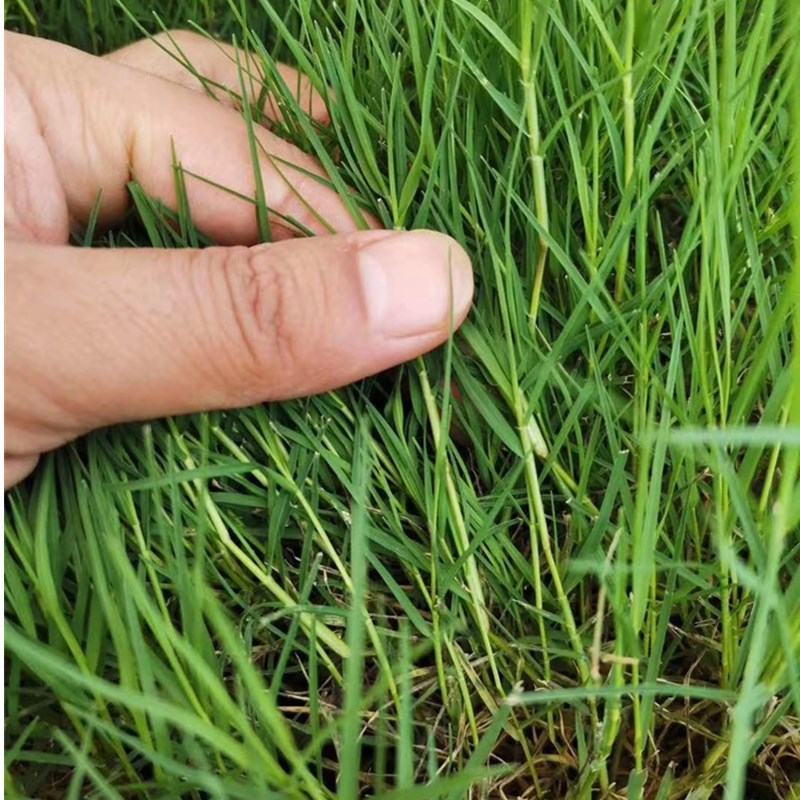 巴根草种子铁线草护坡草籽爬地草绊根草护坡种子防水土流失