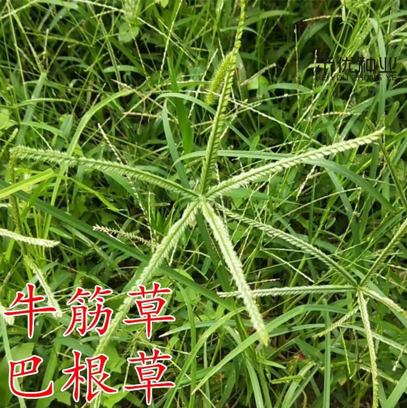 巴根草种子铁线草护坡草籽爬地草绊根草护坡种子防水土流失