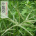 巴根草种子铁线草护坡草籽爬地草绊根草护坡种子防水土流失