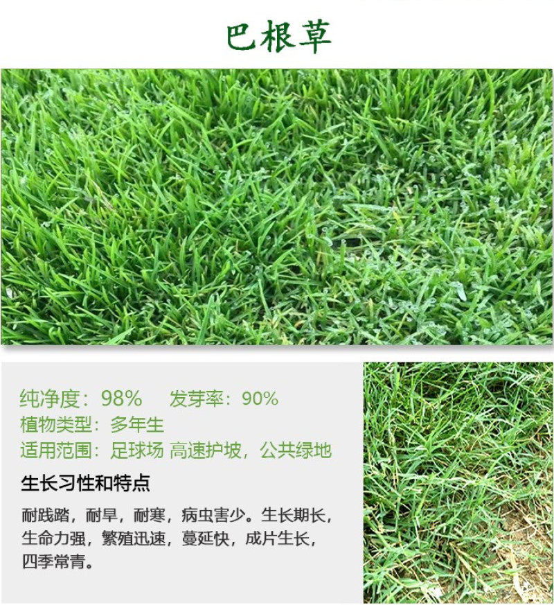 巴根草种子铁线草护坡草籽爬地草绊根草护坡种子防水土流失