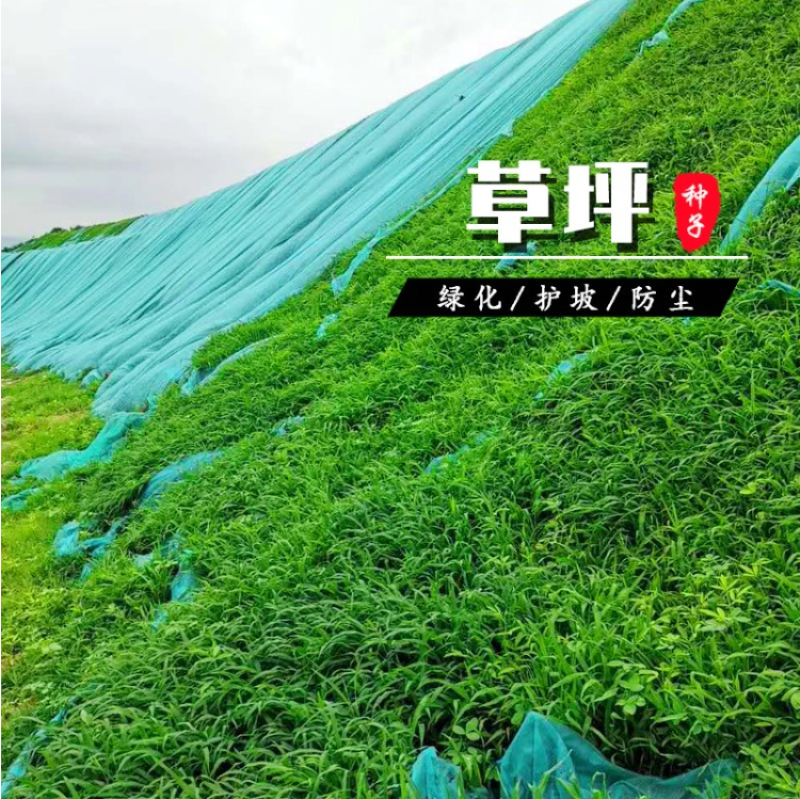 巴根草种子铁线草护坡草籽爬地草绊根草护坡种子防水土流失