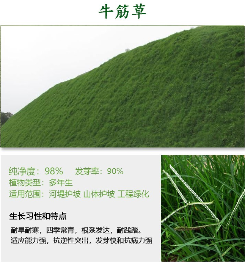 巴根草种子铁线草护坡草籽爬地草绊根草护坡种子防水土流失
