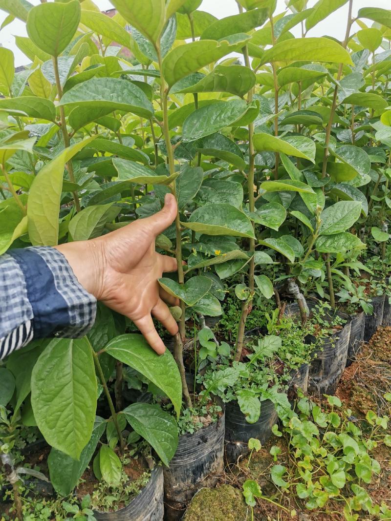 太秋甜柿苗，包正宗假一赔十甜柿子苗，提供免费种植技术，