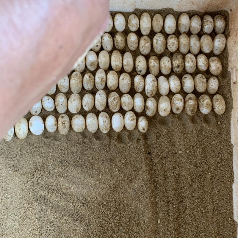 草龟蛋每天大量出货，孵化、食用、安全送达