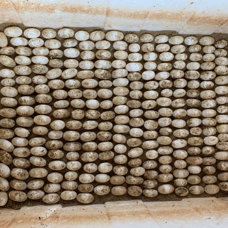 草龟蛋每天大量出货，孵化、食用、安全送达