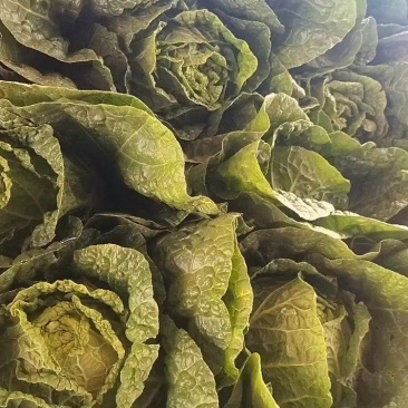 黄心大白菜