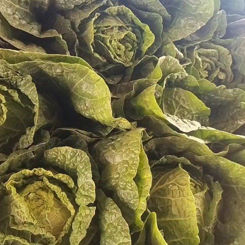 黄心大白菜