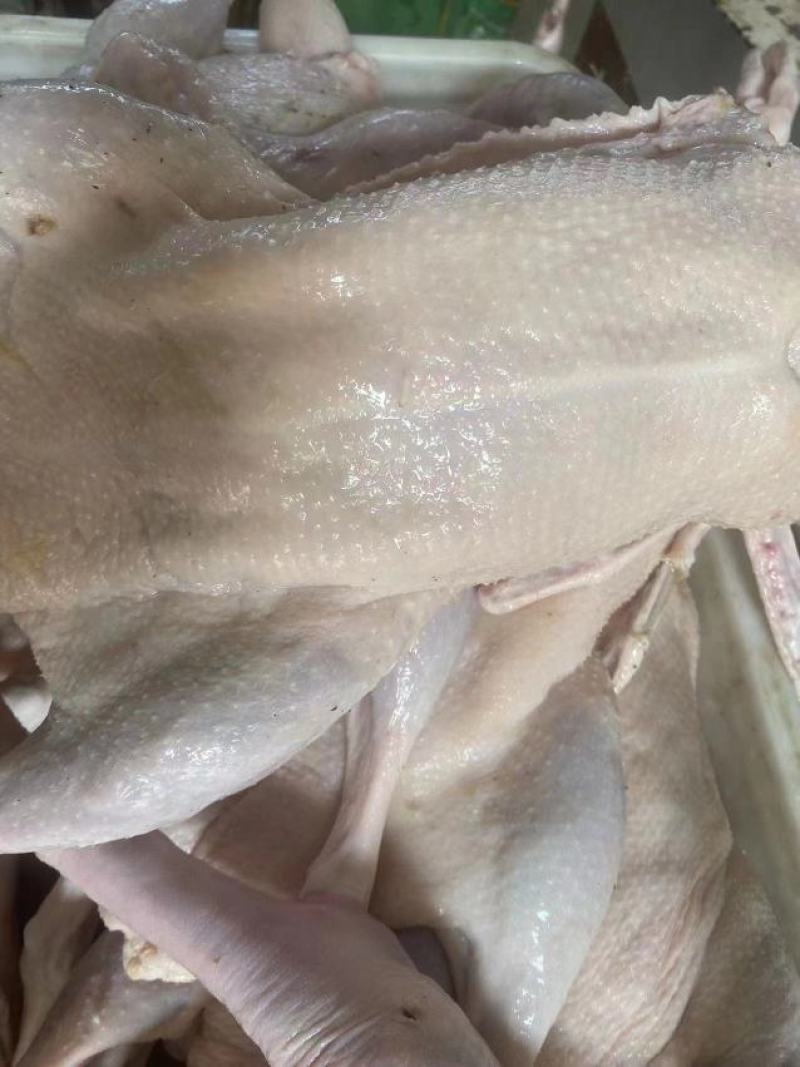 白条鹅