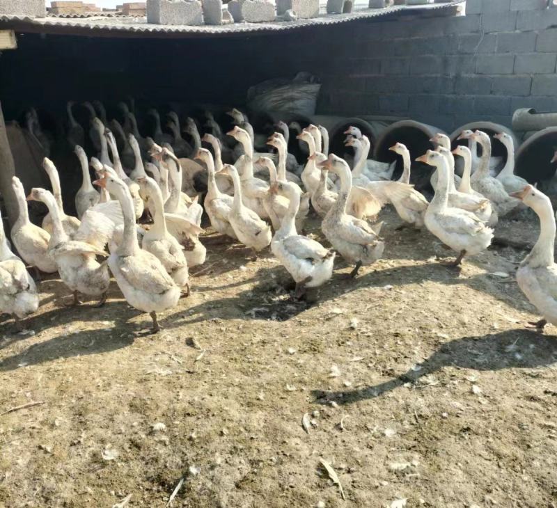 白条鹅