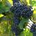 葡萄种子葡萄树种子红提子美人指巨峰夏黑葡萄籽