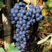 葡萄种子葡萄树种子红提子美人指巨峰夏黑葡萄籽