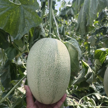 精品小蜜25头茬瓜大量有货，3到7斤，糖度达到16