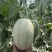 精品小蜜25头茬瓜大量有货，3到7斤，糖度达到16