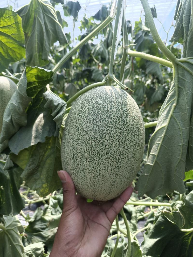 精品小蜜25头茬瓜大量有货，3到7斤，糖度达到16