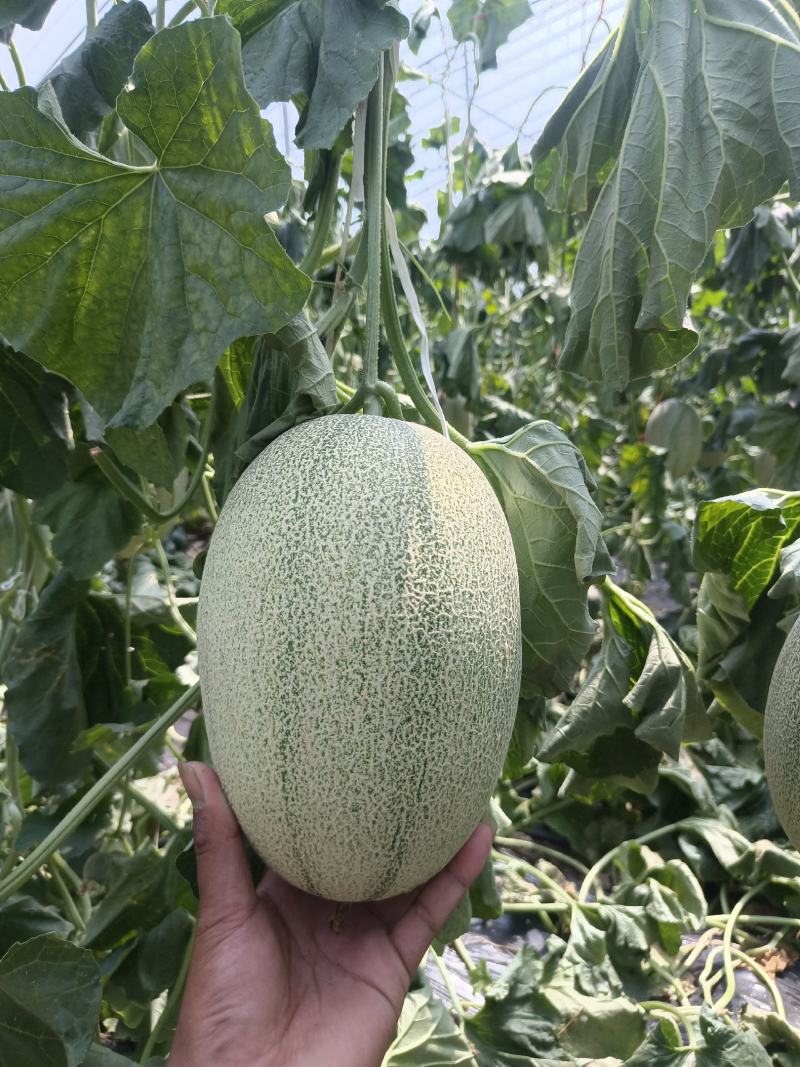 精品小蜜25头茬瓜大量有货，3到7斤，糖度达到16
