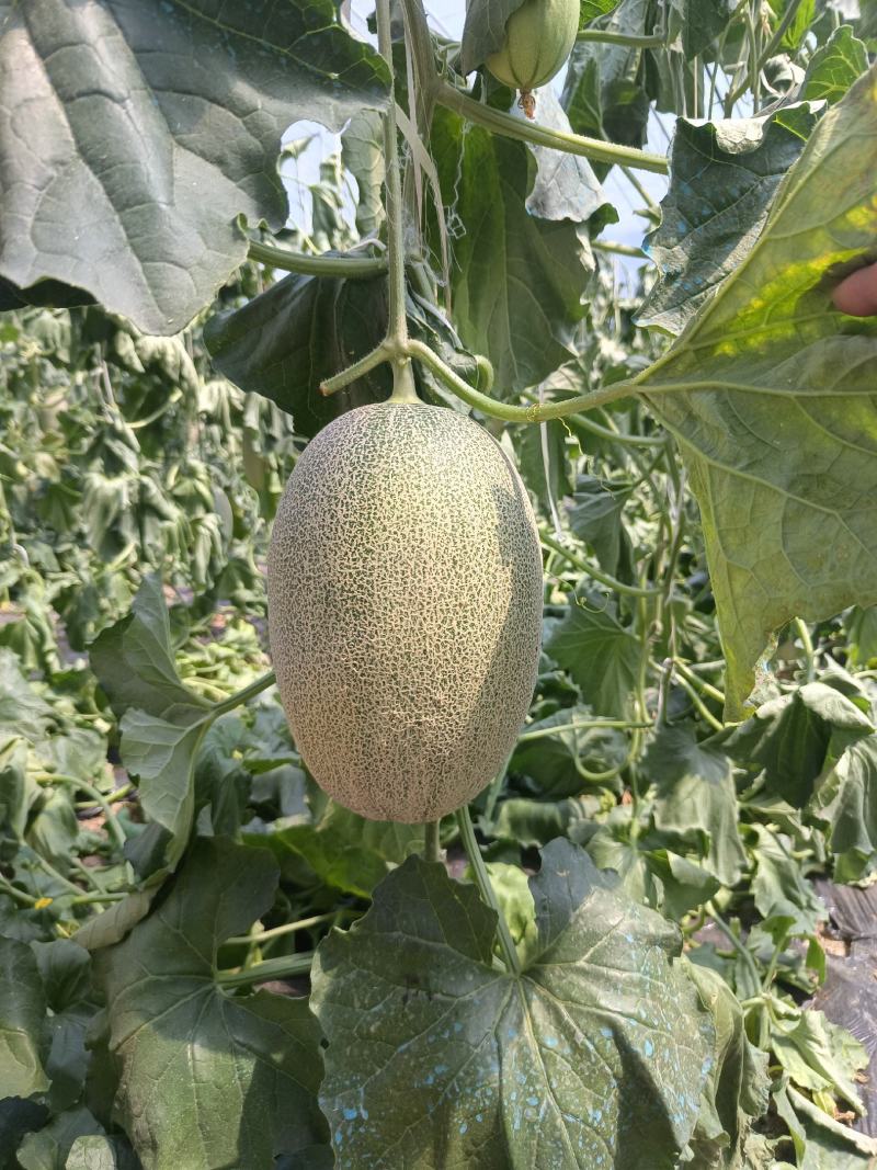 精品小蜜25头茬瓜大量有货，3到7斤，糖度达到16