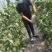 精品小蜜25头茬瓜大量有货，3到7斤，糖度达到16