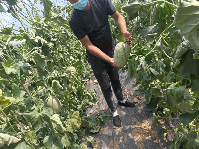精品小蜜25头茬瓜大量有货，3到7斤，糖度达到16