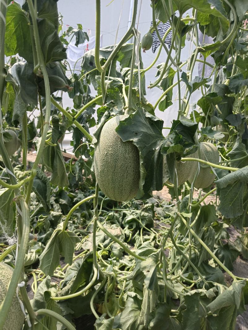 精品小蜜25头茬瓜大量有货，3到7斤，糖度达到16