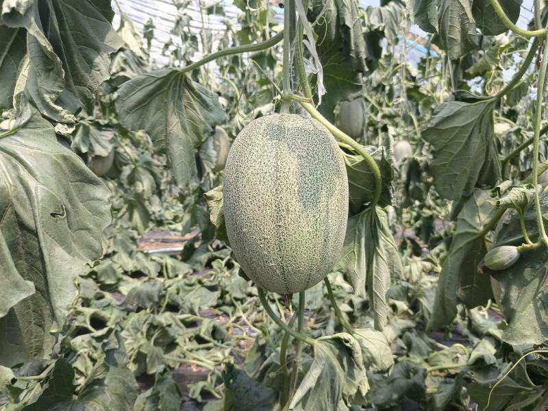 精品小蜜25头茬瓜大量有货，3到7斤，糖度达到16