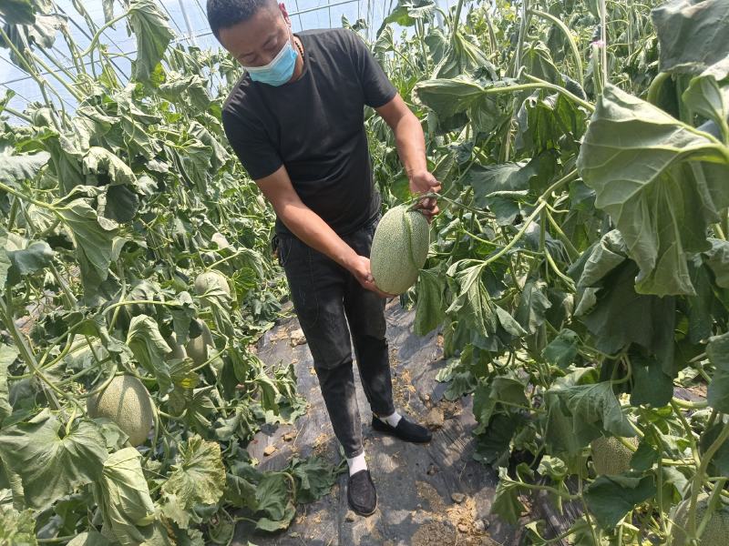 精品小蜜25头茬瓜大量有货，3到7斤，糖度达到16