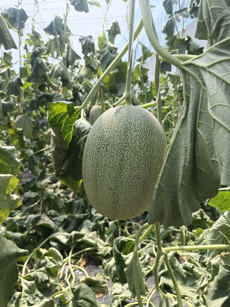 精品小蜜25头茬瓜大量有货，3到7斤，糖度达到16